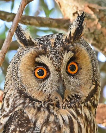 Hibou moyen-duc-Asio otus-Long-eared Owl