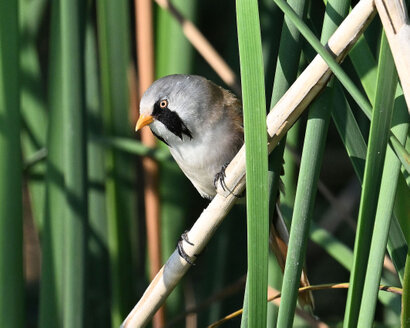 Panure à moustaches-Panurus biarmicus-Bearded Reedling