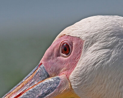 Pélican blanc-Pelecanus onocrotalus-Great White Pelican