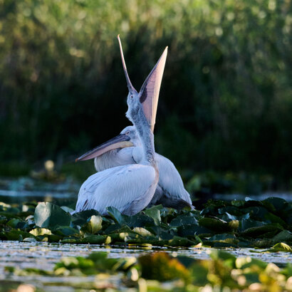 Pélican frisé-Pelecanus crispus-Dalmatian Pelican