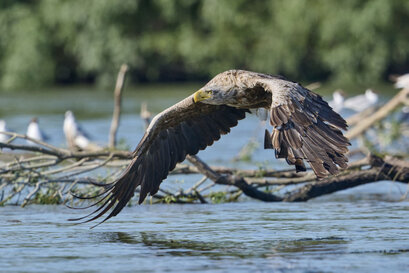 Pygargue à queue blanche-Haliaeetus albicilla-White-tailed Eagle