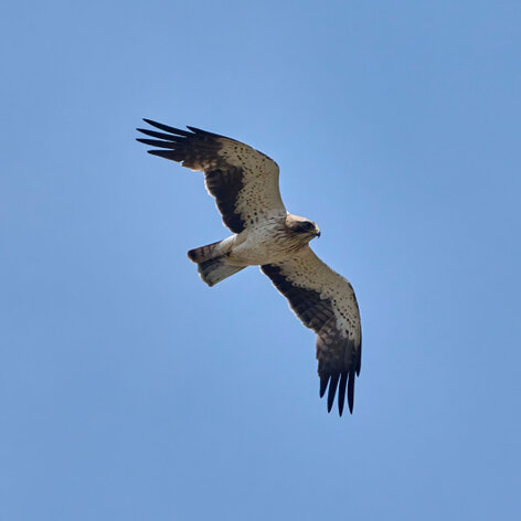 Aigle botté-Hieraaetus pennatus-Booted Eagle