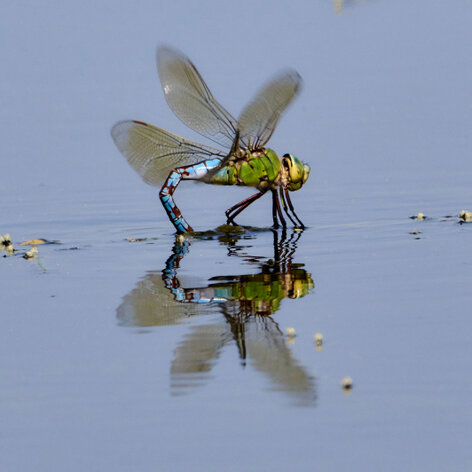 Anax empereur-Anax imperator