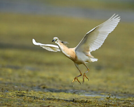 Crabier chevelu-Ardeola ralloides-Squacco Heron