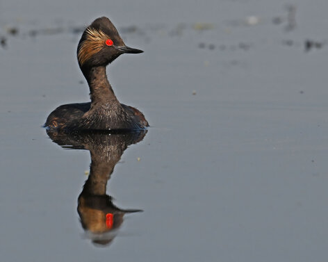 Grèbe à cou noir-Podiceps nigricollis-Black-necked Grebe