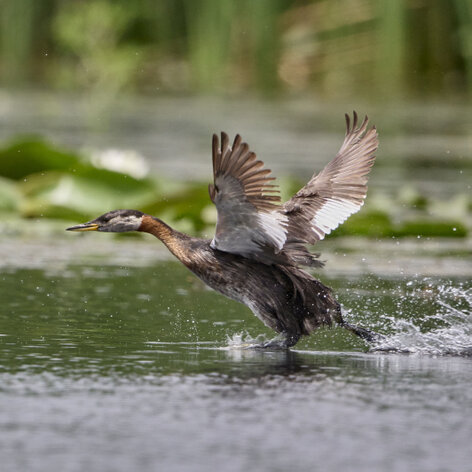 Grèbe jougris-Podiceps grisegena-Red-necked Greb