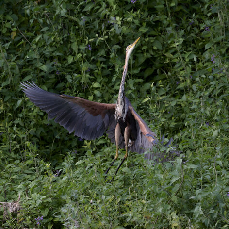 Héron pourpré-Ardea purpurea-Purple Heron