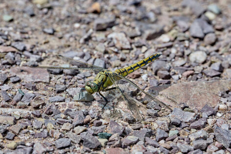 Orthétrum réticulé-Orthetrum cancellatum