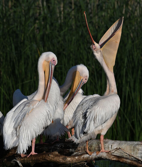 Pélican blanc-Pelecanus onocrotalus-Great White Pelican