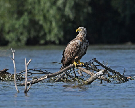 Pygargue à queue blanche-Haliaeetus albicilla-White-tailed Eagle