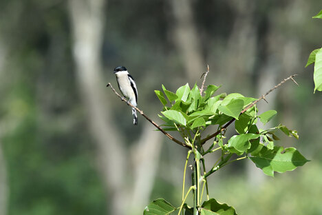 Échenilleur gobemouche - Hemipus picatus - Bar-winged Flycatcher-shrike (7).jpg