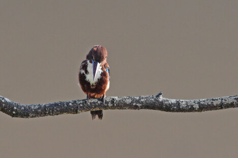 Martin-chasseur de Smyrne - Halcyon smyrnensis - White-throated Kingfisher (2).jpg