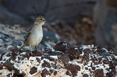 Moineau espagnol  - Passer hispaniolensis - Spanish Sparrow (3).jpg