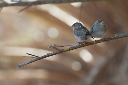 Moineau espagnol  - Passer hispaniolensis - Spanish Sparrow.jpg