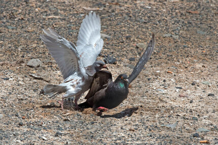 Pigeon biset  - Columba livia - Rock Dove 1.jpg