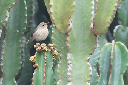 Pouillot des Canaries - Phylloscopus canariensis - Canary Islands Chiffchaff.jpg