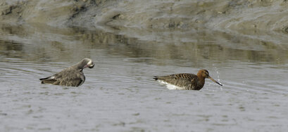 Barge rousse - Limosa lapponica - Bar-tailed Godwit (10).jpg