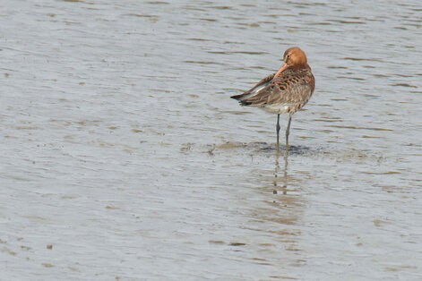 Barge rousse - Limosa lapponica - Bar-tailed Godwit (15).jpg
