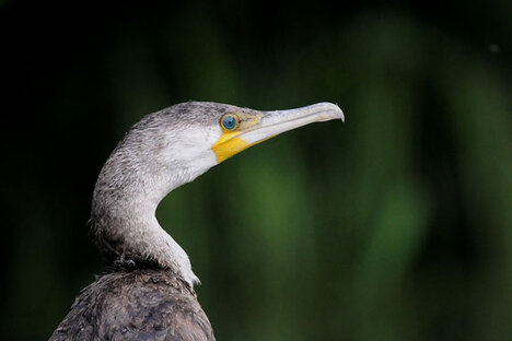 Grand Cormoran-Phalacrocorax carbo - Great Cormorant.jpg