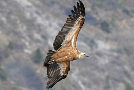 Vautour fauve-Gyps fulvus - Griffon Vulture.jpg