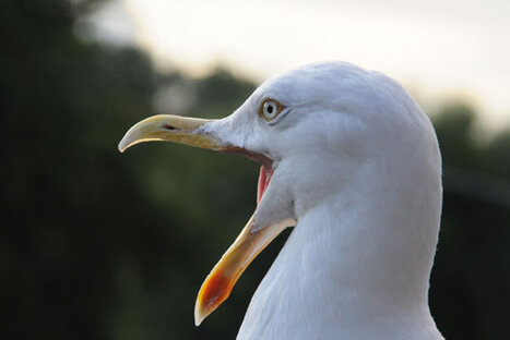 Goéland argenté - Larus argentatus - European Herring Gull.jpg