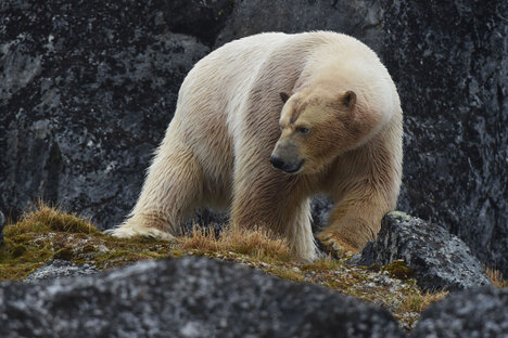 Ours blanc - Ursus maritimus - ours polaire (1).jpg