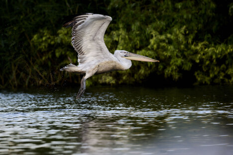 Pélican frisé-Pelecanus crispus-Dalmatian Pelican