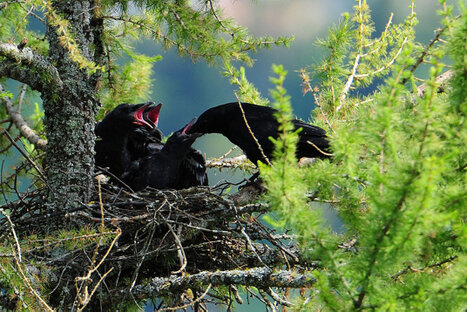 Corneille noire - Corvus corone - Carrion Crow.jpg