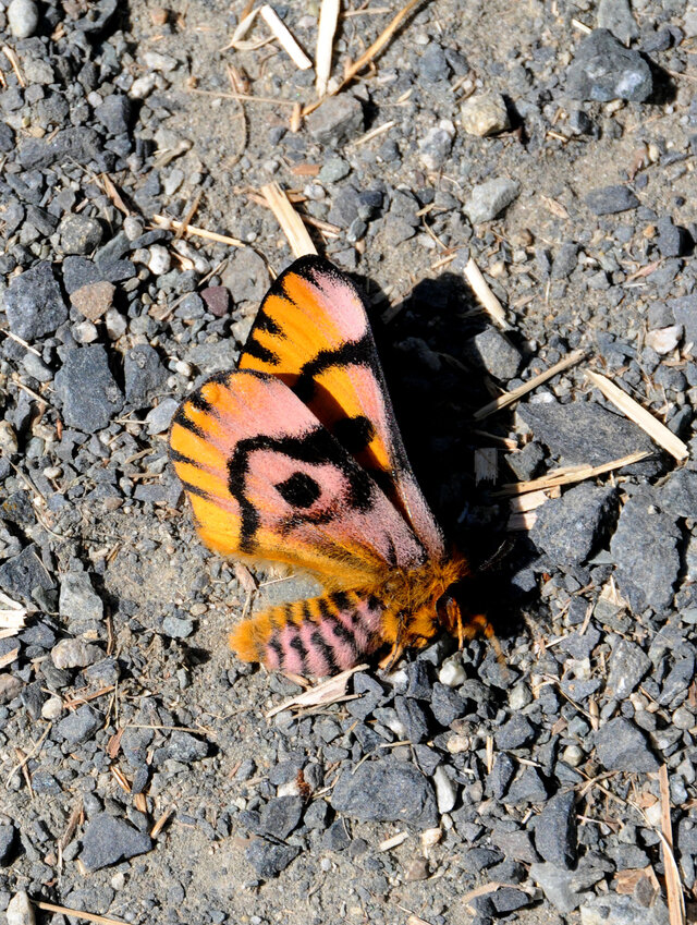 Hemileuca eglanterina